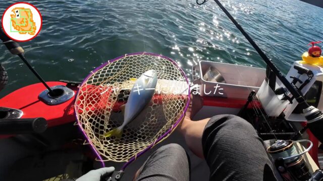 イナワラ 陸奥湾