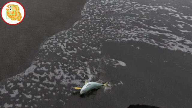 イナダ サーフ かっ飛び棒