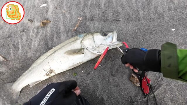 【かっ飛び棒】直感を信じて開始2投でシーバスドン！ #サーフ #釣り #ジャンプライズ