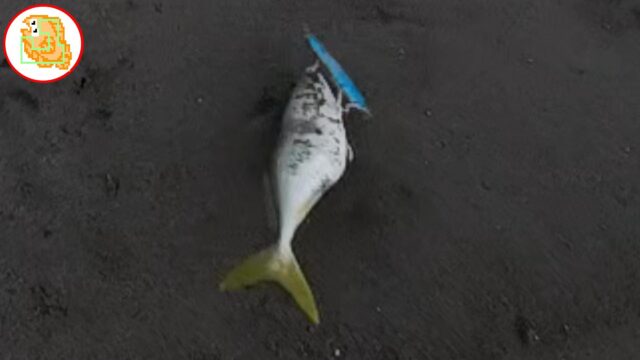 8割バレない"かっ飛び棒"フックセッティング！シーバス・青物・ヒラメで検証済み！【レジェンド直伝】 #サーフ #フックセッティング