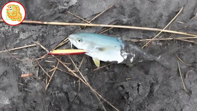 8割バレない"かっ飛び棒"フックセッティング！シーバス・青物・ヒラメで検証済み！【レジェンド直伝】 #サーフ #フックセッティング