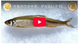 今年のワカサギ、デカない？ 12cm UPって！！【姉沼】