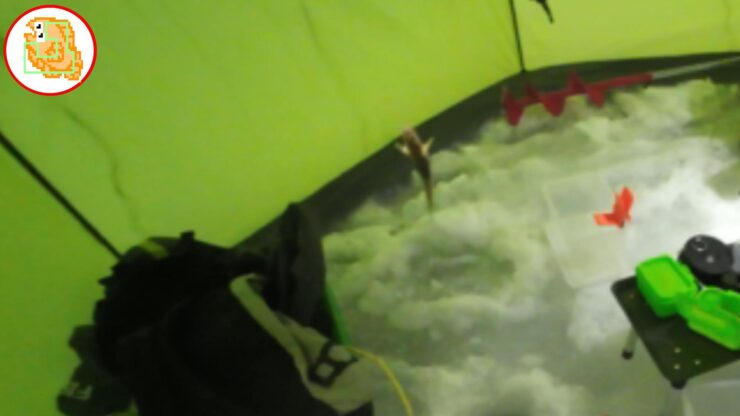 青森県三沢市 姉沼 カジカ