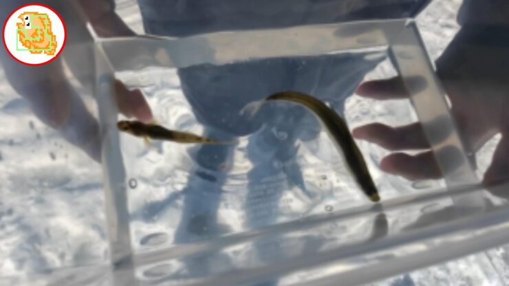 今年のワカサギ、デカない？ 12cm UP！【姉沼】