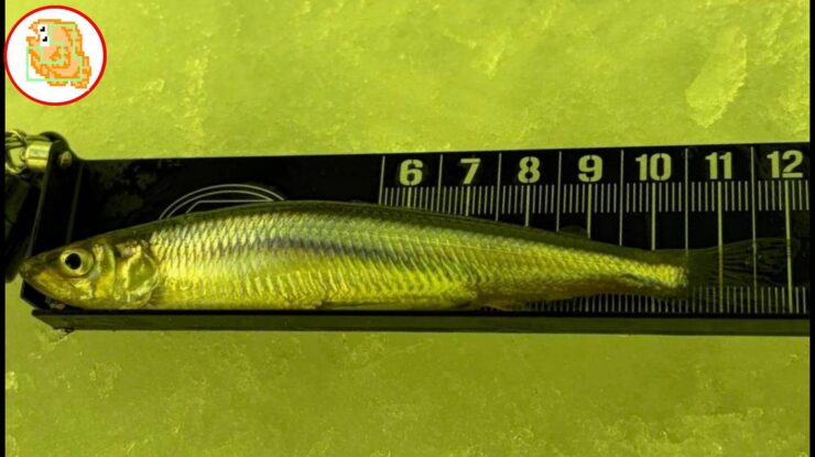 今年のワカサギ、デカない？ 12cm UP！【姉沼】