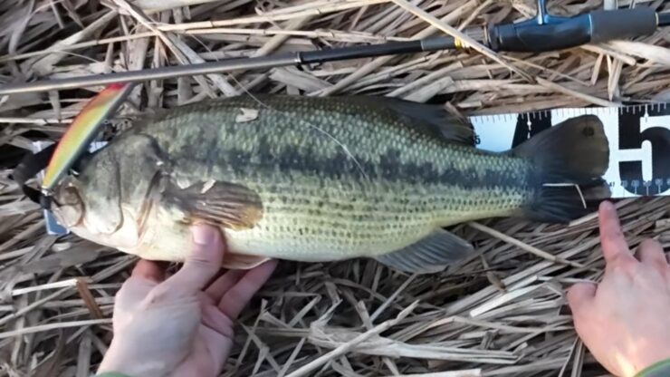 雪解け川に入水したことありますか？冷たすぎて草【バス釣り】