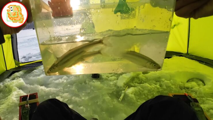 【ワカサギ釣り】おっちょこちょいが二刀流でリベンジしてきました！【姉沼】