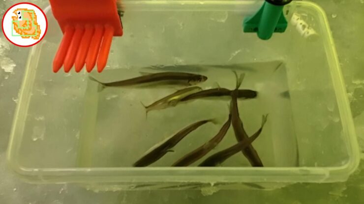 【ワカサギ釣り】おっちょこちょいが二刀流でリベンジしてきました！【姉沼】