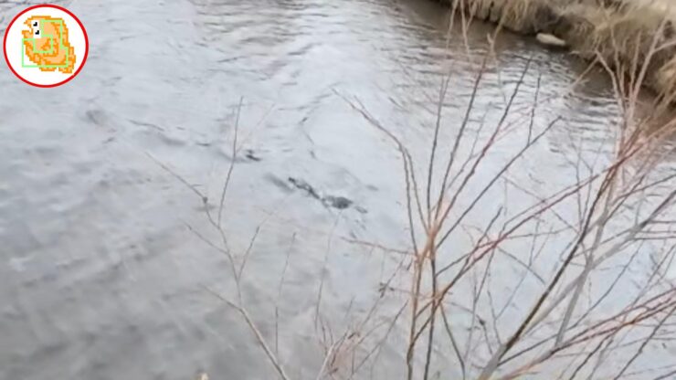 雪解け川に入水したことありますか？冷たすぎて草【バス釣り】