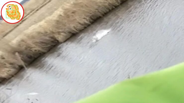 雪解け川に入水したことありますか？冷たすぎて草【バス釣り】