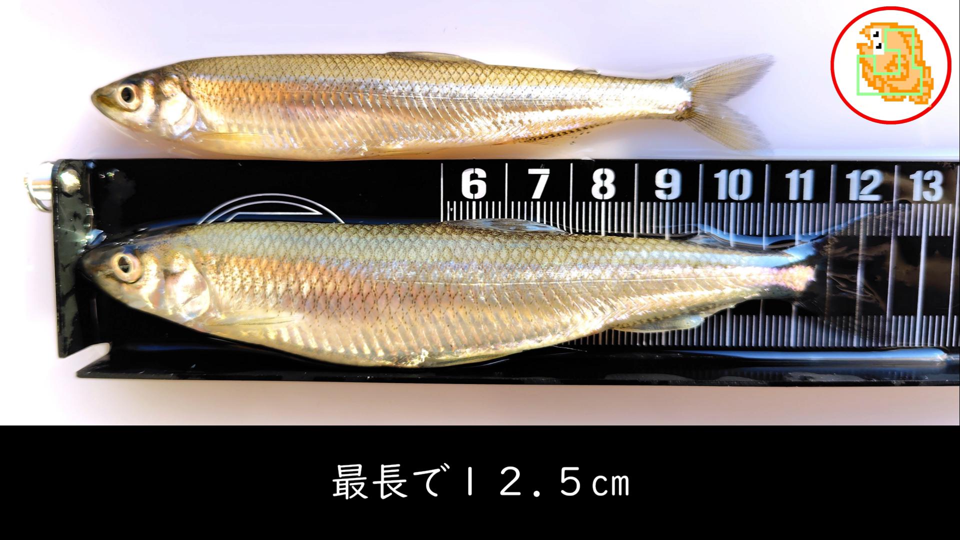 【ワカサギ釣り】おっちょこちょいが二刀流でリベンジしてきました！【姉沼】