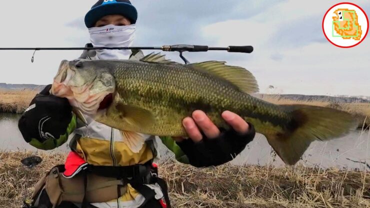 春のデカバスを連発する最強ルアー！体力あるデカバスだけ狙い打ち！おすすめです！