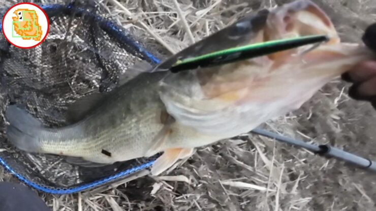 春のデカバスを連発する最強ルアー！体力あるデカバスだけ狙い打ち！おすすめです！