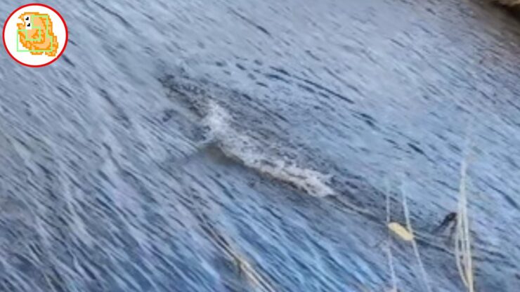 ナマズ釣り イチエン