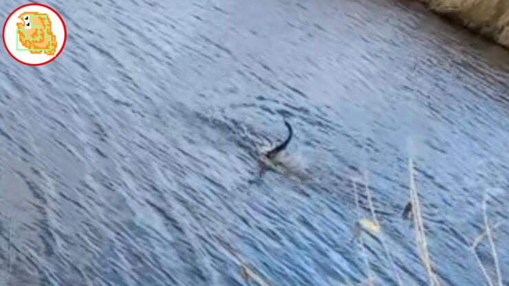 ナマズ釣り イチエン