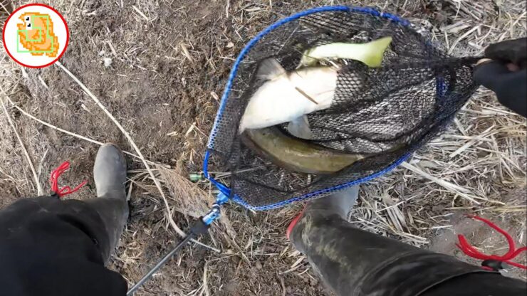 ナマズ釣り イチエン