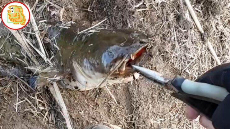 ナマズ釣り イチエン