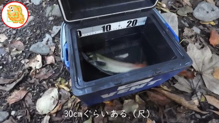 十和田湖 ヒメマス 釣り