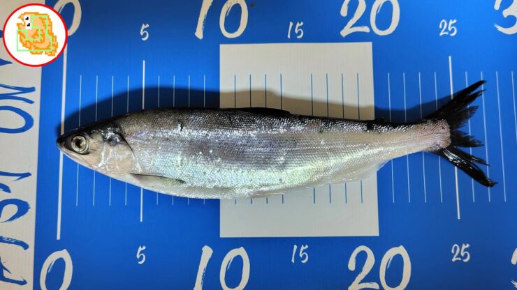 十和田湖 ヒメマス 釣り
