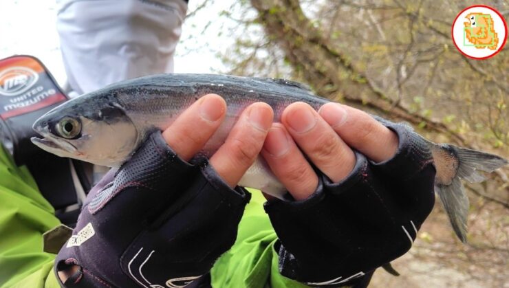 十和田湖 ヒメマス 釣り