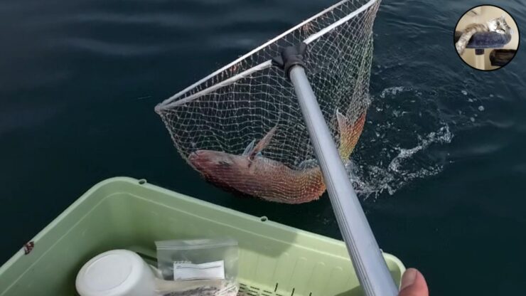 最悪な状況です…それでもタイと根魚釣ったりました！流石TGベイト！マジでエサですｗ 【陸奥湾ジギング】