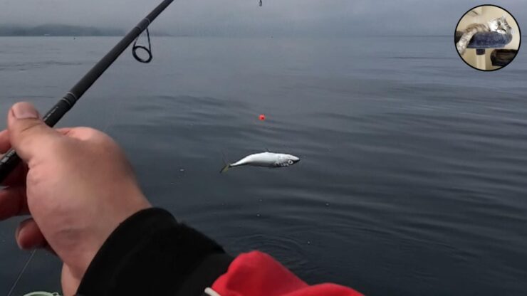 最悪な状況です…それでもタイと根魚釣ったりました！流石TGベイト！マジでエサですｗ 【陸奥湾ジギング】