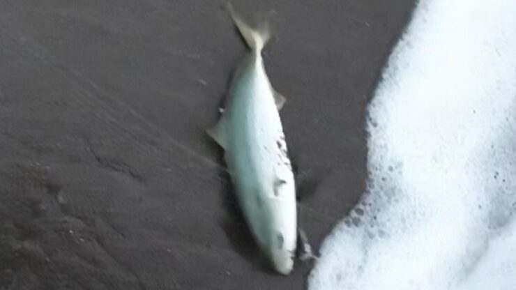 サーフでTGベイト投げたらヤバすぎた！居着きのヒラメ・沖目の青物釣れちゃいました！ショアでも全然釣れるですねｗ