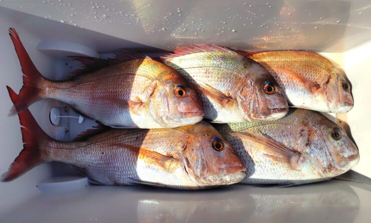 【オフショア】おすすめのライトジギングタックル！この1本で真鯛・ランカーシーバス・青物・根魚釣りました！