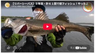 【リバーシーバス】３年目・計６１回で初フィッシュ！やったよ～ 諦めなくてよかった！