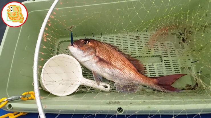 陸奥湾 真鯛釣り