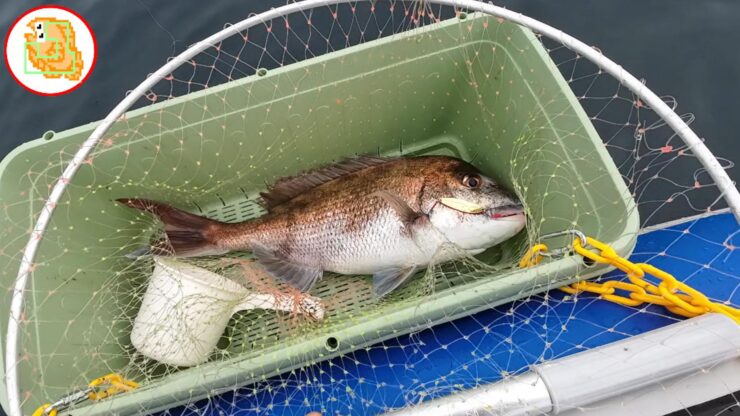 陸奥湾 真鯛釣り
